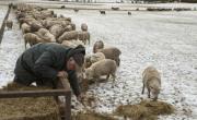 Nueva Zelanda, con más ovejas que habitantes