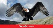 El cóndor es símbolo y emblema de identidad para 28 de Noviembre