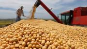 Estiman que Argentina tendrá la segunda cosecha de granos más alta de su historia
