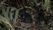 Horror en San Juan: hallaron el cuerpo de una beba recién nacida en una bolsa de basura