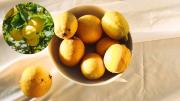 Cómo sembrar tu propio limonero con las semillas del limón que compras en el supermercado