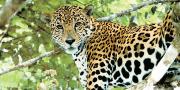 Pando celebra el Día del Jaguar con varias actividades de conservación