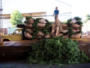 Hito en la yerba mate: este año Corrientes produjo más hoja verde que Misiones