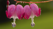 La planta de flores exóticas que tienen forma de corazón y llena de vida tu jardín