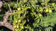 El árbol perfecto para el jardín de casa: no agrieta el suelo, da mucha sombra y frutos