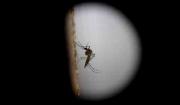 La Alcaldía de Santa Cruz reporta el primer fallecido por Chikungunya