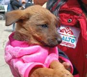 Preparan censo canino y felino en el Distrito 4