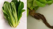 Cómo cultivar una lechuga en casa usando sus raíces: el truco más fácil y rápido