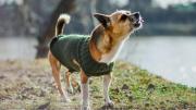 ¿Por qué los perros les ladran solo a ciertas personas? La respuesta de los expertos
