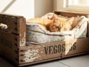 Las 9 señales que dan los gatos antes de morir