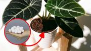 Para qué sirve poner un algodón con vinagre en la tierra de tus plantas ¿Qué significa?