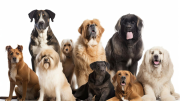 La inteligencia artificial armó una lista con los mejores 100 nombres para perros