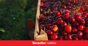Cerezas patagónicas, un sabor único nacido del frío, la luz y la dedicación