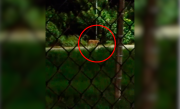 Inician rastrillaje con drones para ubicar a una puma preñada que deambula en la ciudad de Trinidad
