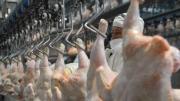 Argentina retomará la exportación de carne aviar a Japón tras una larga suspensión