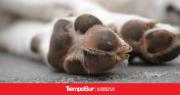 Ordenan la eutanasia a dos pitbulls que atacaron a un vecino