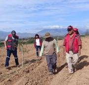Tarija: Alcaldía entregará 10 mil plantines de olivo