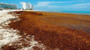 El peligroso fenómeno que se encuentra en las playas y pone en gran riesgo a la salud
