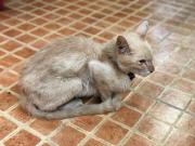 Cuidado de tu mascota: señales de que tu gato podría estar enfermo