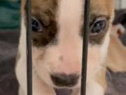 Aterrador giro en el caso del pitbull que supuestamente mató a una beba de un mes: ¿y si no fue el perro?