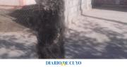 Golpearon y colgaron a un gatito en Villa Paula: investigan un aberrante caso de maltrato animal