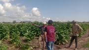 UATRE se movilizará a la Cámara de Tabaco