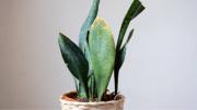Pocos lo saben: qué significa que una lengua de suegra o sansevieria tenga sus hojas caídas y con manchas