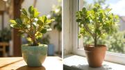 En dónde colocar el árbol de Jade para atraer prosperidad, dinero y suerte