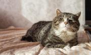 Prestá atención: estos son algunos signos de que tu gato está envejeciendo