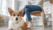 ¿Siente estrés laboral?: su perro podría estar sintiéndolo también