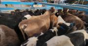 El ganado sigue saliendo del país: Caen cuatro camiones con reses que eran llevadas a la frontera con Perú