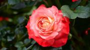 El abono casero de dos ingredientes que ayudará a florecer a cualquier planta del jardín