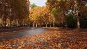 ¿Por qué las hojas de los árboles cambian de color en otoño?