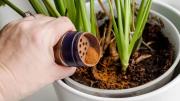 Con un ingrediente: cómo estimular tus plantas de interior para que crezcan mucho más rápido