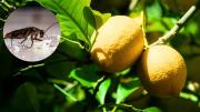 Por qué el limonero atrae a las cucarachas y qué hacer para evitar la aparición de estos insectos