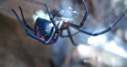 Una sanjuanina fue picada por una araña “viuda negra” y se salvó justo a tiempo