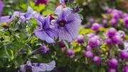 El secreto que nadie te contó para cuidar las petunias del jardín durante el invierno