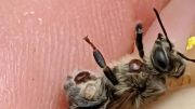 Científicos descubren una de las causas por las que las abejas están desapareciendo de Estados Unidos