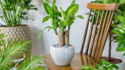 La planta de interior que se mantiene perfecta todo el año y le da un toque fresco a tu hogar
