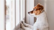 El estrés laboral de los humanos también afecta a las mascotas en casa