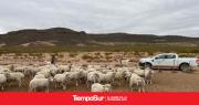 Medidas para fortalecer la prevención y detección de sarna ovina