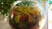 Por qué conviene tener una planta carnívora en casa y cuáles son sus beneficios