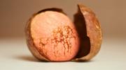 Paso a paso: te explico cómo cultivar plantas de palta en el hogar