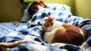 Qué significa que tu gato duerma a los pies de la cama todas las noches