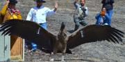 El cóndor hembra llamado ‘Ancoma’ vuelve a volar en su hábitat natural