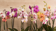 Estas cinco flores son hermosas para tu hogar y pocos saben que tienen grandes beneficios a la salud