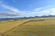 Mojocoya prevé cosecha de trigo de 8.000 toneladas gracias a la mecanización y condiciones climáticas favorables