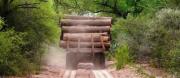 Advierten la tala ilegal de Palo Santo en el Chaco