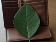 Qué significa poner una hoja de laurel en la billetera