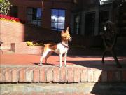 Por qué tu perro se parece a vos, según la psicología